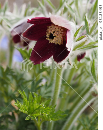 オキナグサの花 学名: Pulsatilla cernua オキナグサの花 学名: Pulsatilla cernua 98188493