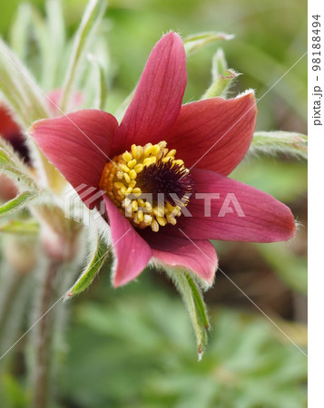 オキナグサの花 学名: Pulsatilla cernua オキナグサの花 学名: Pulsatilla cernua 98188494