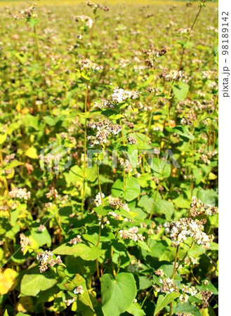 信州そば、秋の収穫時期を迎えた長野県大町市美麻地区の蕎麦畑 信州そば、秋の収穫時期を迎えた長野県大町市美麻地区の蕎麦畑 98189142