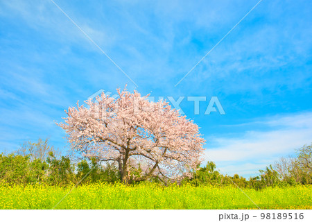満開の桜 相模三川公園 満開の桜 相模三川公園 98189516