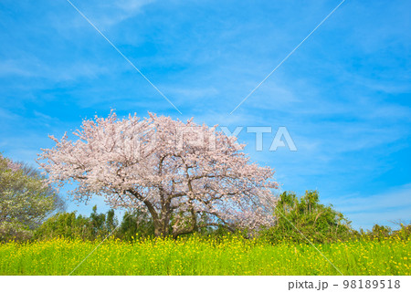 満開の桜 相模三川公園 満開の桜 相模三川公園 98189518