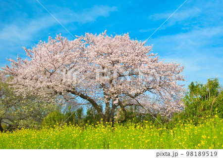 満開の桜 相模三川公園 満開の桜 相模三川公園 98189519