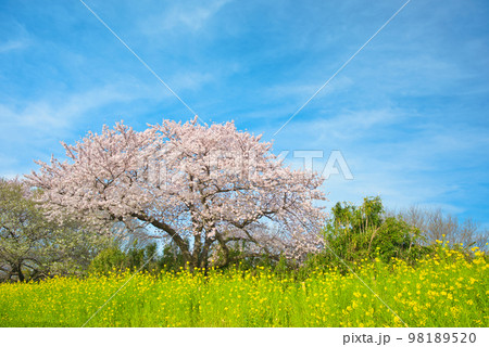 満開の桜 相模三川公園 満開の桜 相模三川公園 98189520