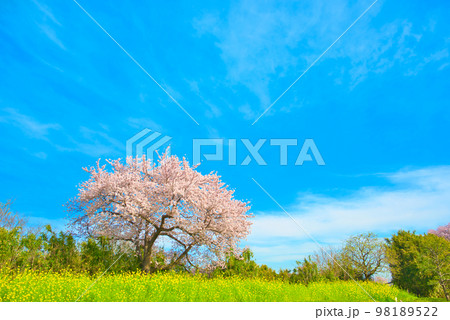 満開の桜　相模三川公園 98189522