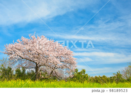 満開の桜 相模三川公園 満開の桜 相模三川公園 98189523