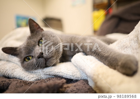 寝る前のネコ 98189568