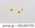 ドライフラワー　背景 98189700