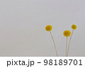 ドライフラワー　背景 98189701