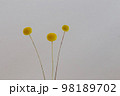 ドライフラワー　背景 98189702