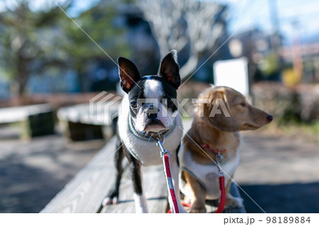 公園で散歩をするダックスフンドとボストンテリア 98189884