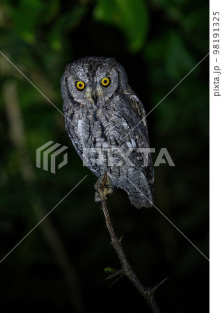 African scops owl on branch watching camera African scops owl on branch watching camera 98191325