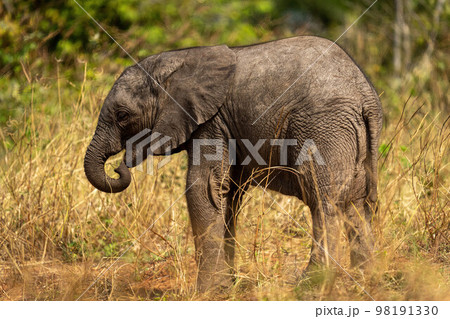 Baby African bush elephant standing curling trunk 98191330