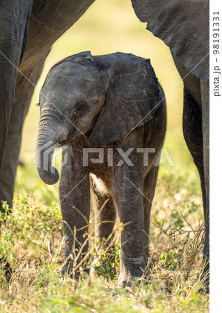 Baby African bush elephant stands between adults 98191331