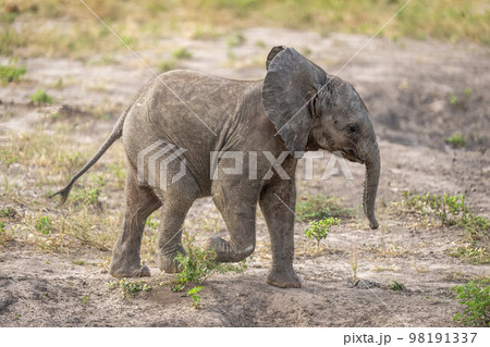 Baby African bush elephant crosses bare earth Baby African bush elephant crosses bare earth 98191337