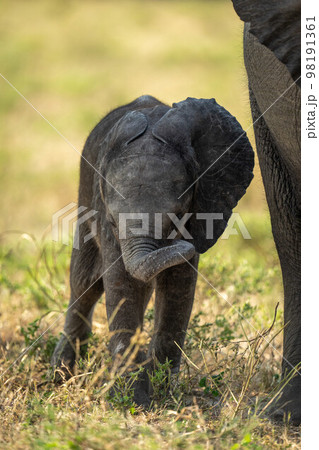 Baby elephant stands rolling trunk by mother 98191361