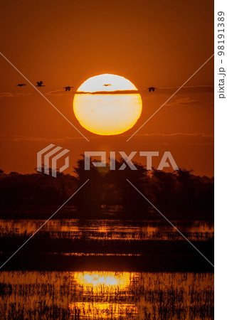 African spoonbills fly across sunset over river 98191389