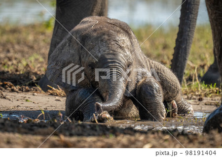 Baby African elephant lies in muddy pool Baby African elephant lies in muddy pool 98191404