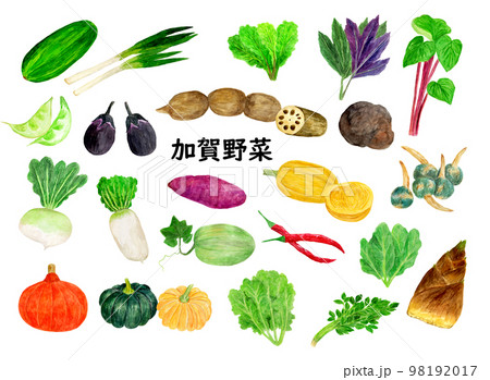 手描き水彩の加賀野菜イラスト一覧 手描き水彩の加賀野菜イラスト一覧 98192017