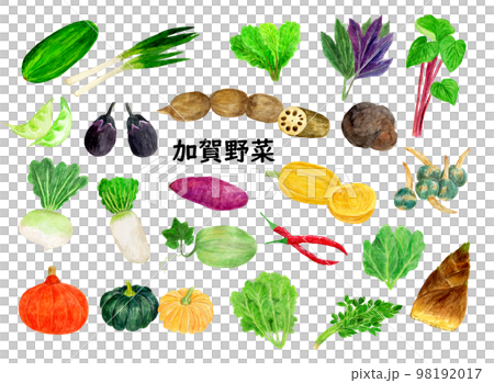 List of hand-painted watercolor Kaga vegetables illustrations 98192017