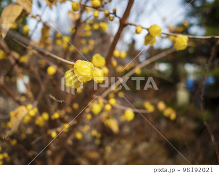 甘い香りの蝋梅の花 98192021
