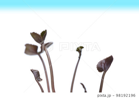 気候危機 イメージ　（ fix撮影 ） 98192196