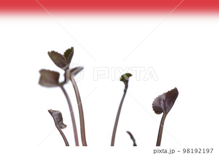 気候危機 イメージ　（ fix撮影 ） 98192197