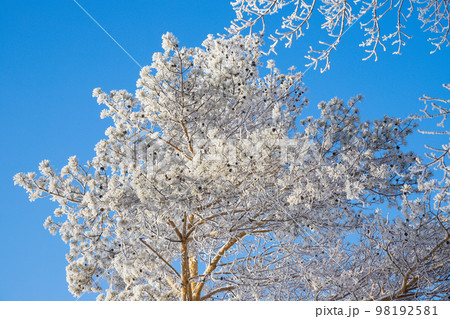Snow pine tree covered with white hoarfrost on blue sky background. Textured frozen plant branches crown. Winter season. View from below 98192581