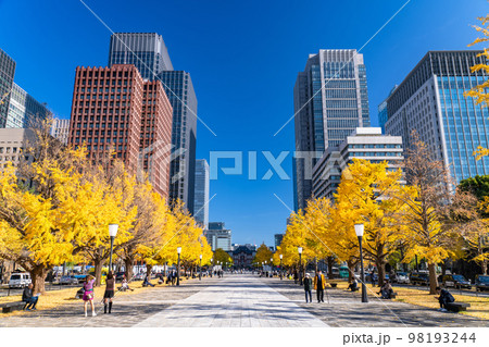《東京都》秋の東京丸の内・色づくイチョウの行幸通り 《東京都》秋の東京丸の内・色づくイチョウの行幸通り 98193244