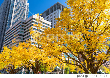 《東京都》秋の東京丸の内・色づくイチョウの行幸通り 98193253