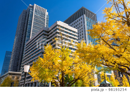 《東京都》秋の東京丸の内・色づくイチョウの行幸通り 《東京都》秋の東京丸の内・色づくイチョウの行幸通り 98193254