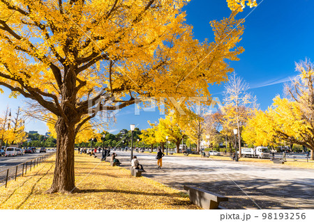 《東京都》秋の東京丸の内・色づくイチョウの行幸通り 《東京都》秋の東京丸の内・色づくイチョウの行幸通り 98193256