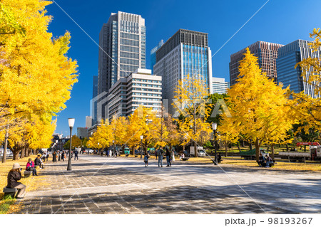 《東京都》秋の東京丸の内・色づくイチョウの行幸通り 《東京都》秋の東京丸の内・色づくイチョウの行幸通り 98193267