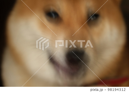 柴犬 98194312
