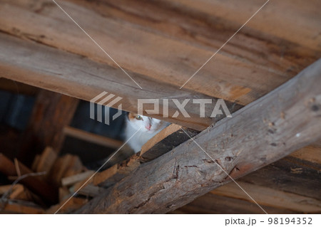 The cat in the attic hides and looks down 98194352