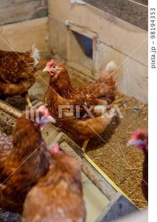 red hens in the chicken coop. Poultry for farming in the village 98194353