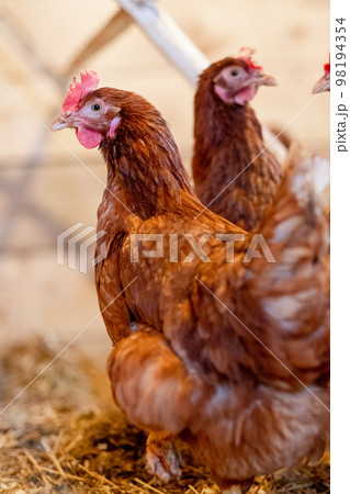 red hen in chicken coop close-up. Poultry for farming in the village 98194354