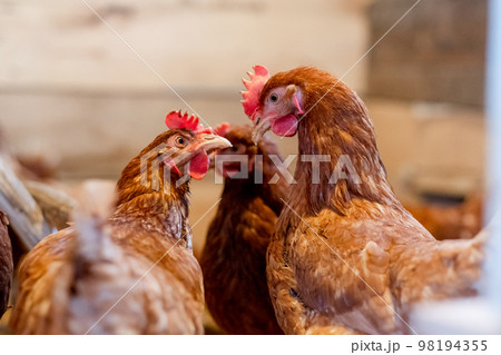 two red hens in the chicken coop look at each other close-up. Poultry for farming in the village two red hens in the chicken coop look at each other close-up. Poultry for farming in the village 98194355