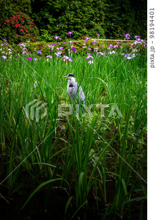平安神宮西神苑、白虎池の花菖蒲とアオサギ 平安神宮西神苑、白虎池の花菖蒲とアオサギ 98194401