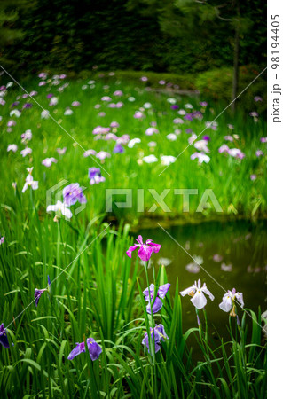 平安神宮中神苑、蒼龍池の花菖蒲 98194405