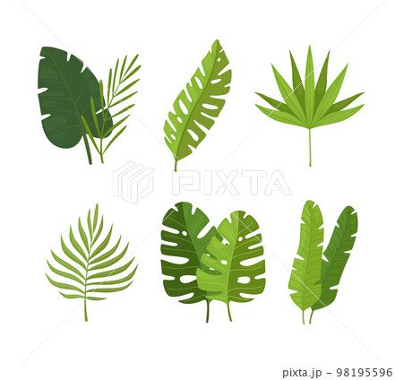 Tropical green leaves set. Jungle exotic plants cartoon vector illustration 98195596