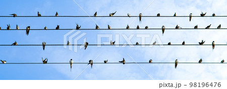 A flock of swallows sits on wires. Wide photo. 98196476