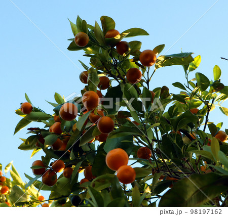 Orange tree, green leaves, orange tangerine ripe bright against the blue sky close-up. Agriculture in Spain, fruit growing 98197162