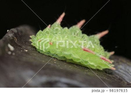 アカイラガの幼虫 アカイラガの幼虫 98197635