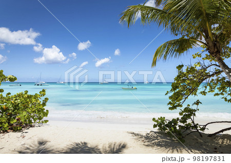 Tropical paradise, sand beach in caribbean Saona Island, Punta Cana, Dominican Tropical paradise, sand beach in caribbean Saona Island, Punta Cana, Dominican 98197831