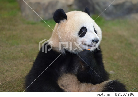 おいしそうにおやつを食べる桜浜 98197896