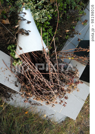Overturned vase with dried flowers 98198016