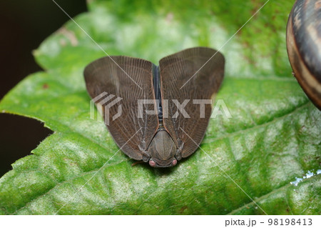 アミガサハゴロモに似る外来種ハゴロモ 98198413