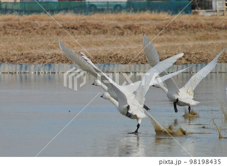 いざ飛び立つ! いざ飛び立つ! 98198435