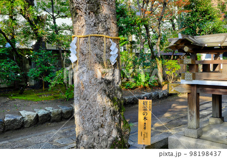 京都、大将軍八神社の招霊の木 98198437