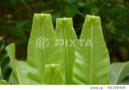 シダ植物の美しい若葉の世界（並んで開いていくオオタニワタリの若葉が美しい） 98198466
